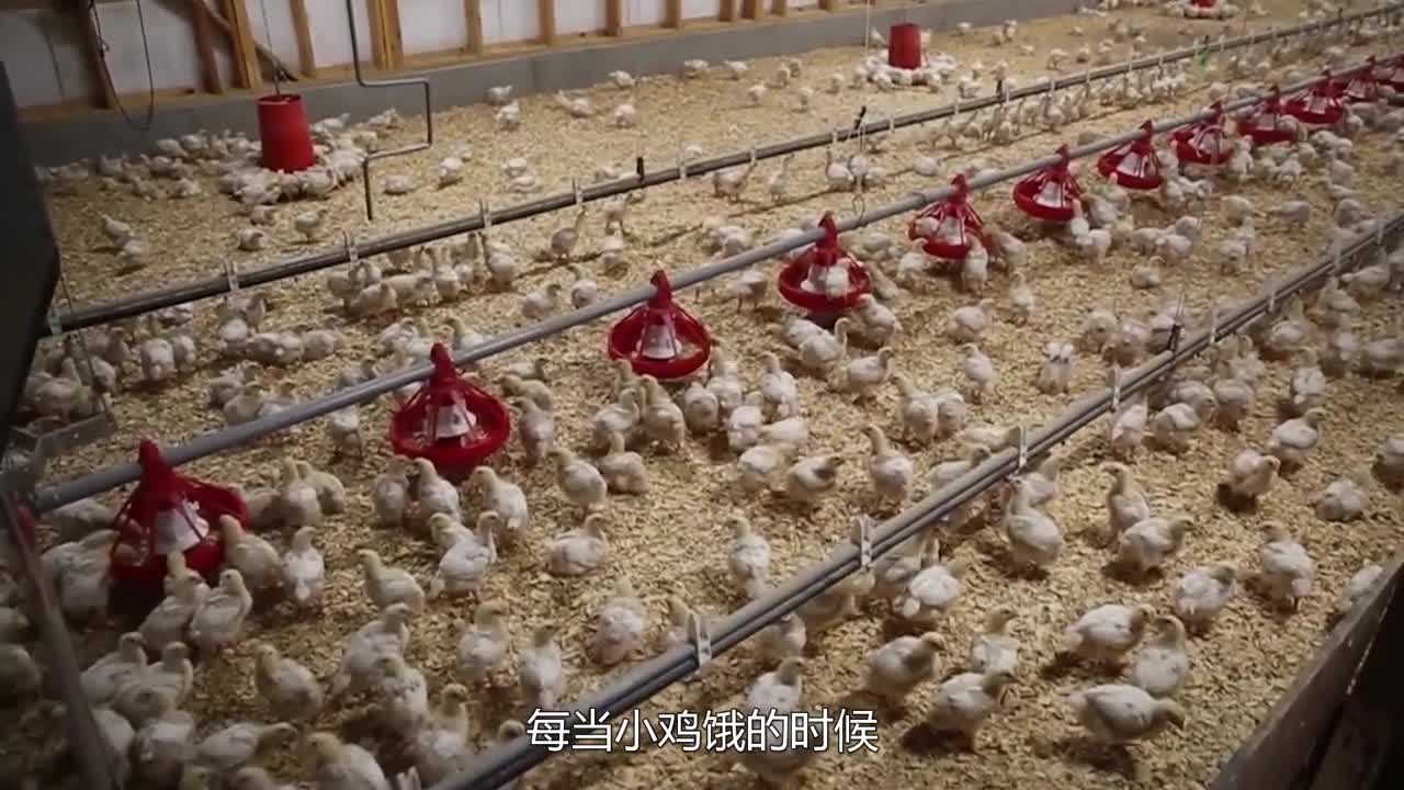 新型鸡棚建设视频(新型鸡棚建设视频大全)