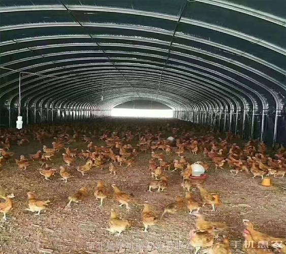 新式养鸡大棚建造价格-养3000只鸡盖塑料大棚需要多少钱？