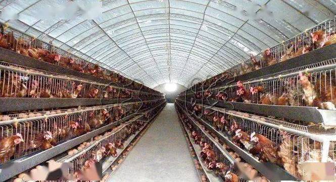 养鸡棚的建设图片大全视频讲解-北方冬天怎样建鸡棚？