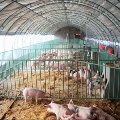 新式养鸡大棚-怎样建造养鸡的塑料大棚？